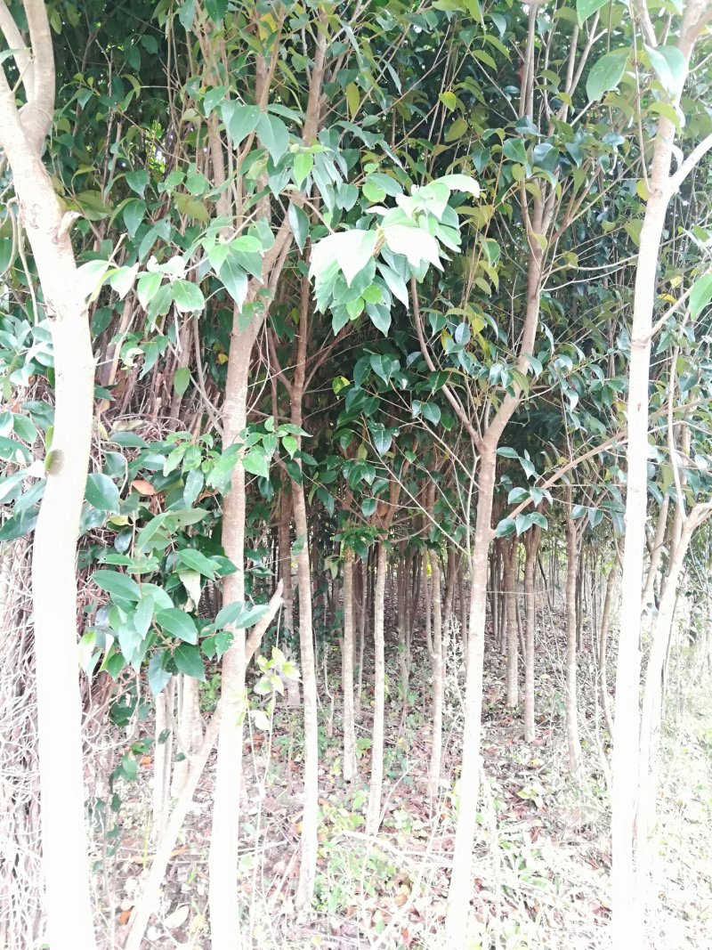 ★桂花苗★各类规格齐全，假一赔十，基地直发，欢迎选购
