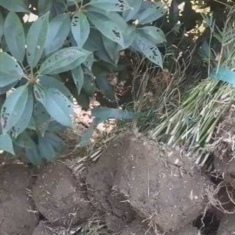 凤尾竹丛生苗一手货源基地直发低价出售规格齐全