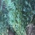 凤尾竹丛生苗一手货源基地直发低价出售规格齐全