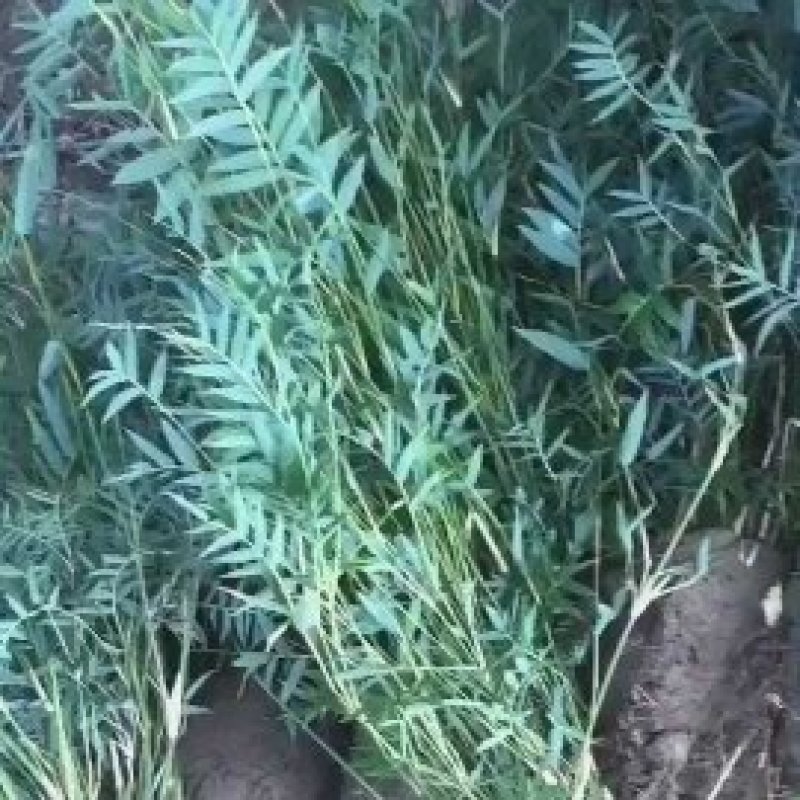 凤尾竹丛生苗一手货源基地直发低价出售规格齐全