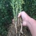 积壳苗嫁接积壳苗嫁接枸橘苗0.5粗积壳苗20/40高