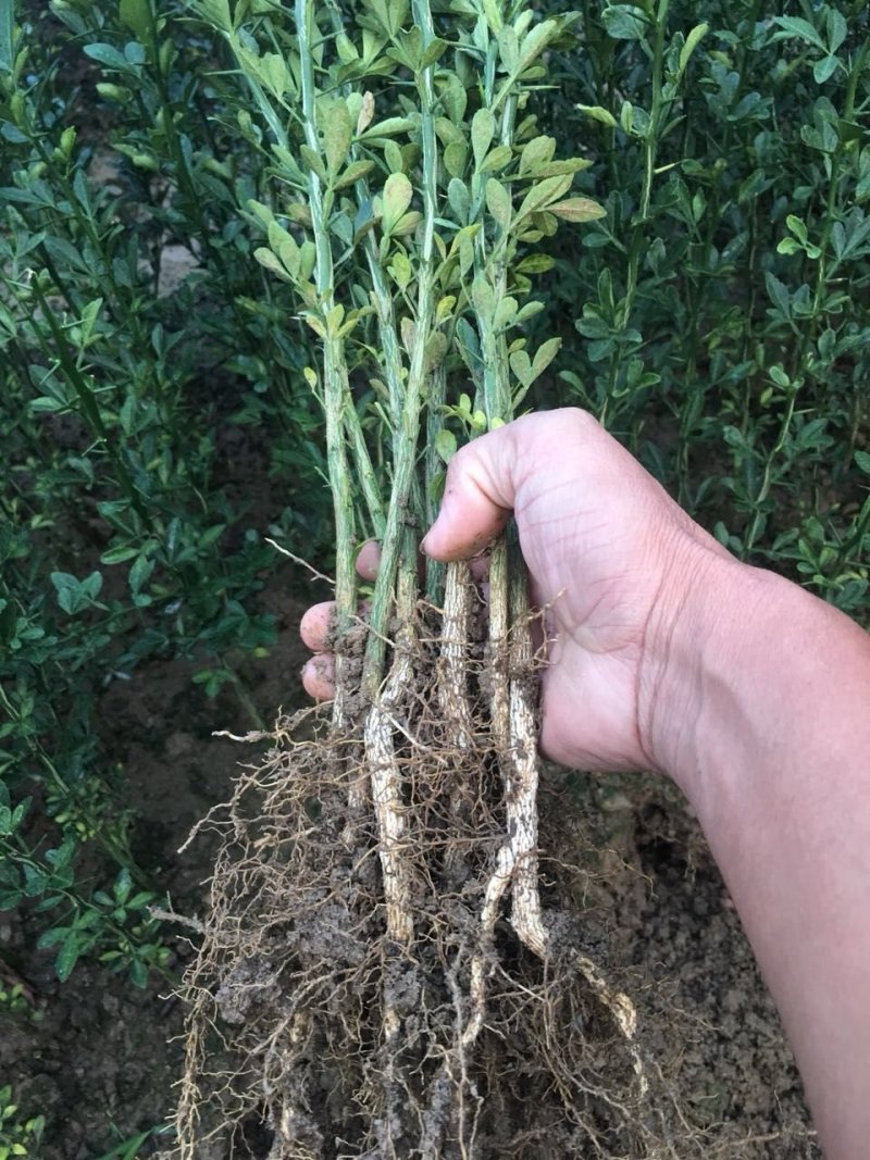 积壳苗嫁接积壳苗嫁接枸橘苗0.5粗积壳苗20/40高