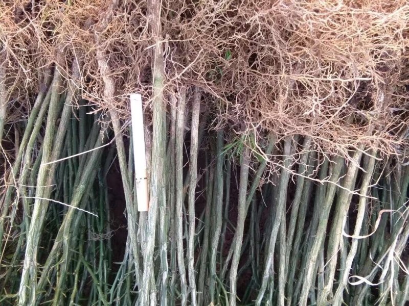 积壳苗嫁接积壳苗嫁接枸橘苗0.5粗积壳苗20/40高