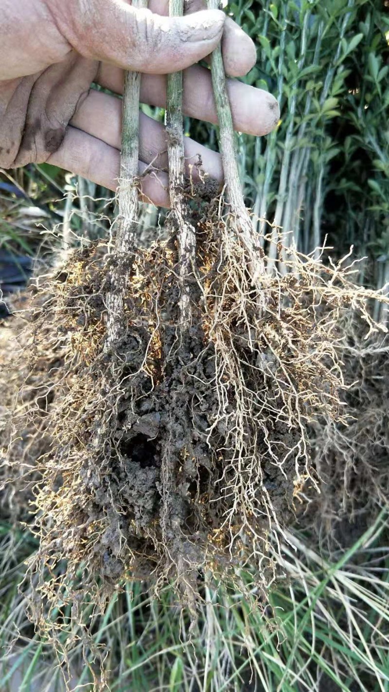 积壳苗嫁接积壳苗嫁接枸橘苗0.5粗积壳苗20/40高