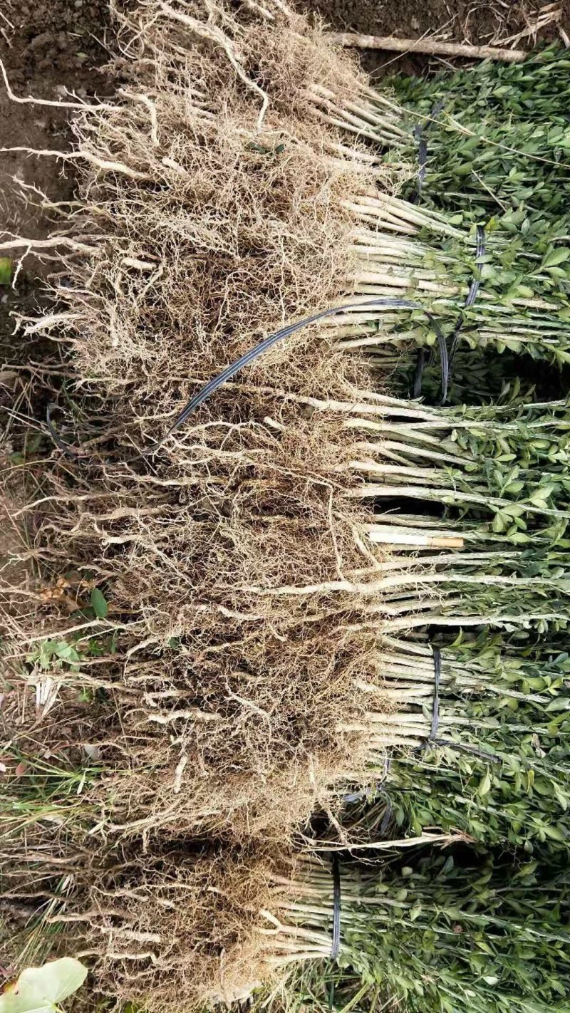 积壳苗嫁接积壳苗嫁接枸橘苗0.5粗积壳苗20/40高