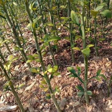 积壳苗嫁接积壳苗嫁接枸橘苗0.5粗积壳苗20/40高