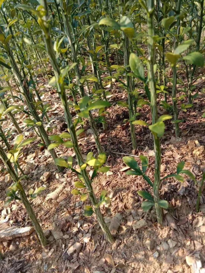 积壳苗嫁接积壳苗嫁接枸橘苗0.5粗积壳苗20/40高