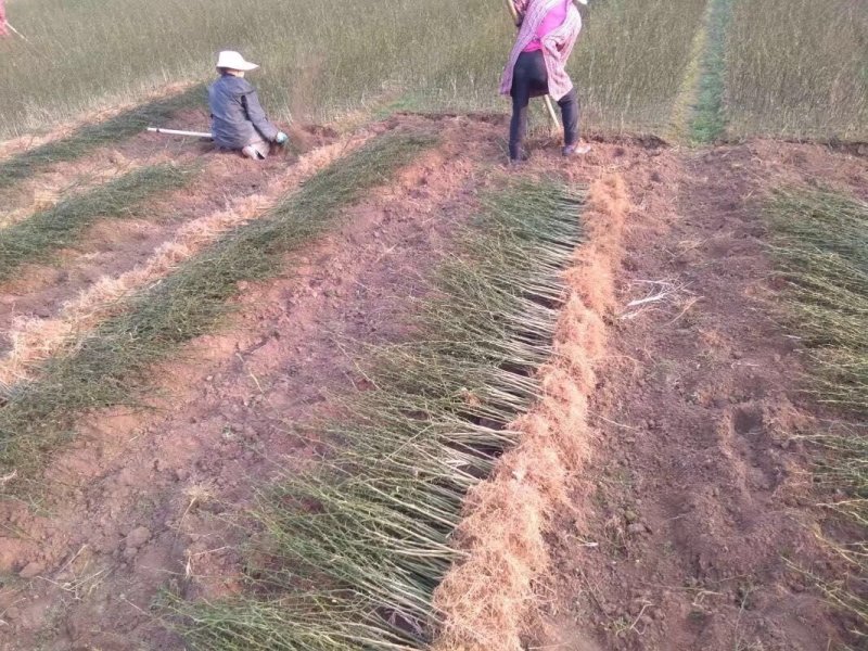 积壳苗嫁接积壳苗嫁接枸橘苗0.5粗积壳苗20/40高
