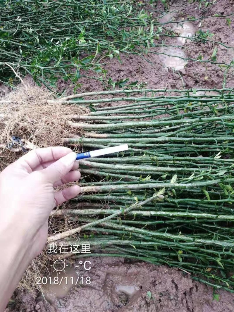 积壳苗嫁接积壳苗嫁接枸橘苗0.5粗积壳苗20/40高