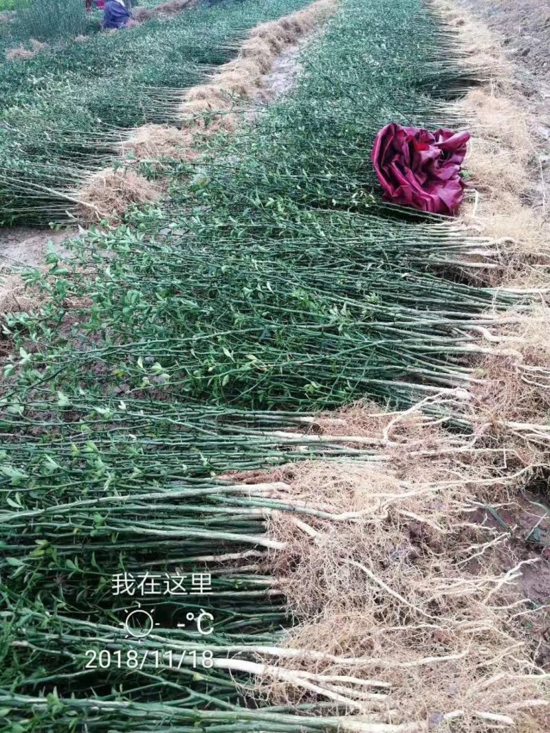 积壳苗嫁接积壳苗嫁接枸橘苗0.5粗积壳苗20/40高