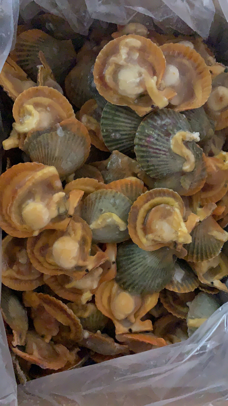 干冰黄金贝，4.5Kg/箱，7-8规格，140粒/箱