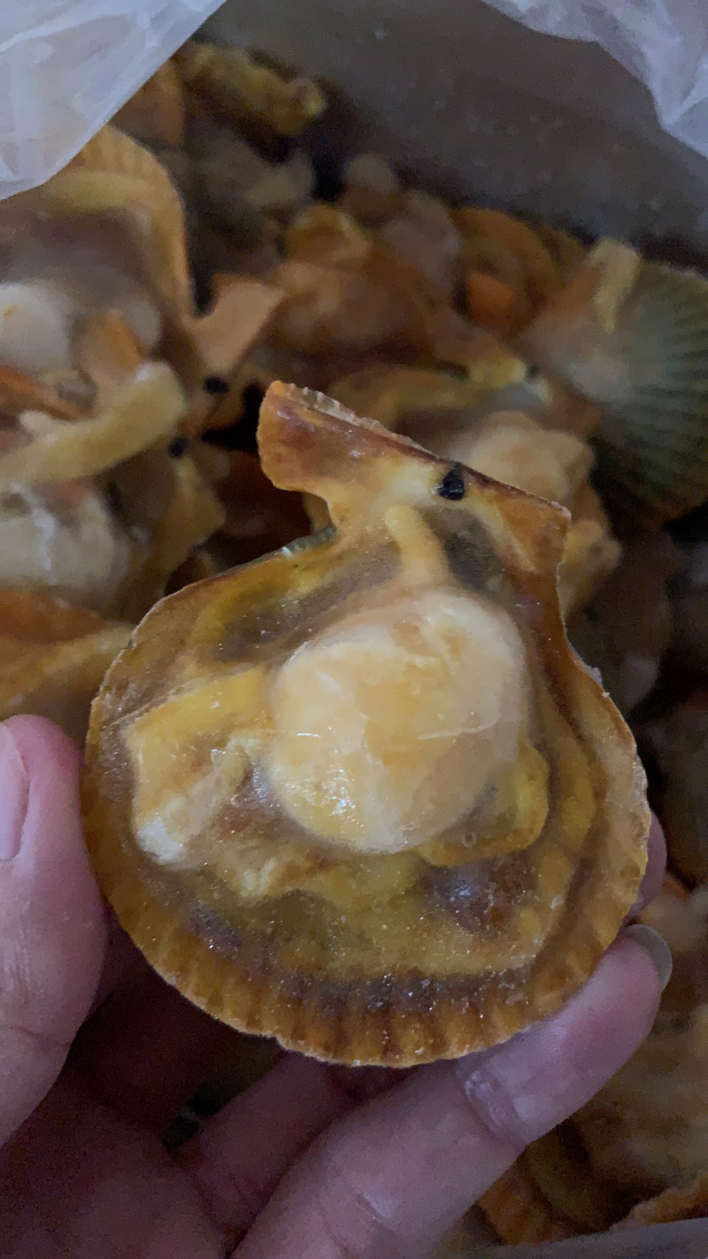 干冰黄金贝，4.5Kg/箱，7-8规格，140粒/箱