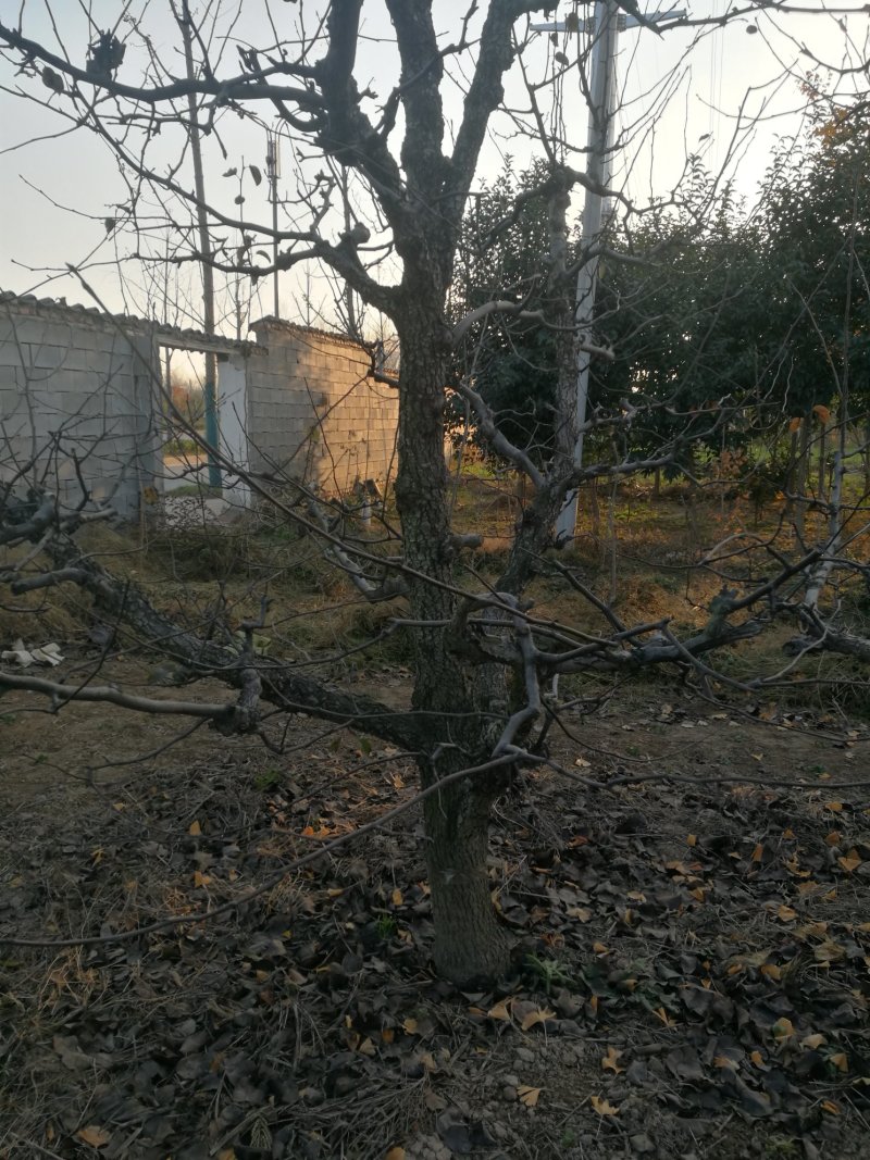 梨树，5-8公分品种树观赏树占地树规格齐全，保栽保活