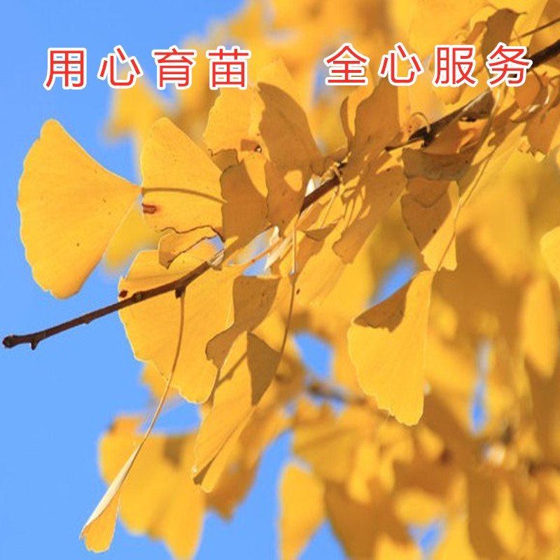 绿叶银杏苗结果绿叶白果苗小苗大苗银杏树苗南北方种植银杏苗