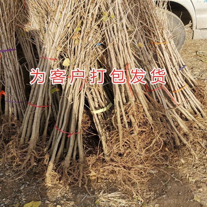 绿叶银杏苗结果绿叶白果苗小苗大苗银杏树苗南北方种植银杏苗