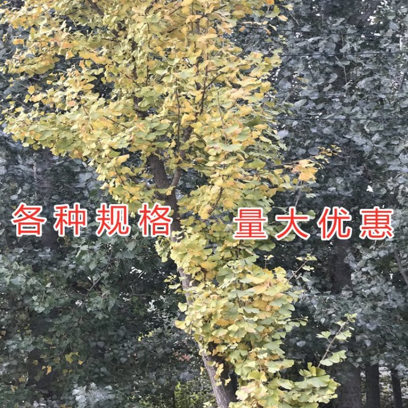 绿叶银杏苗结果绿叶白果苗小苗大苗银杏树苗南北方种植银杏苗