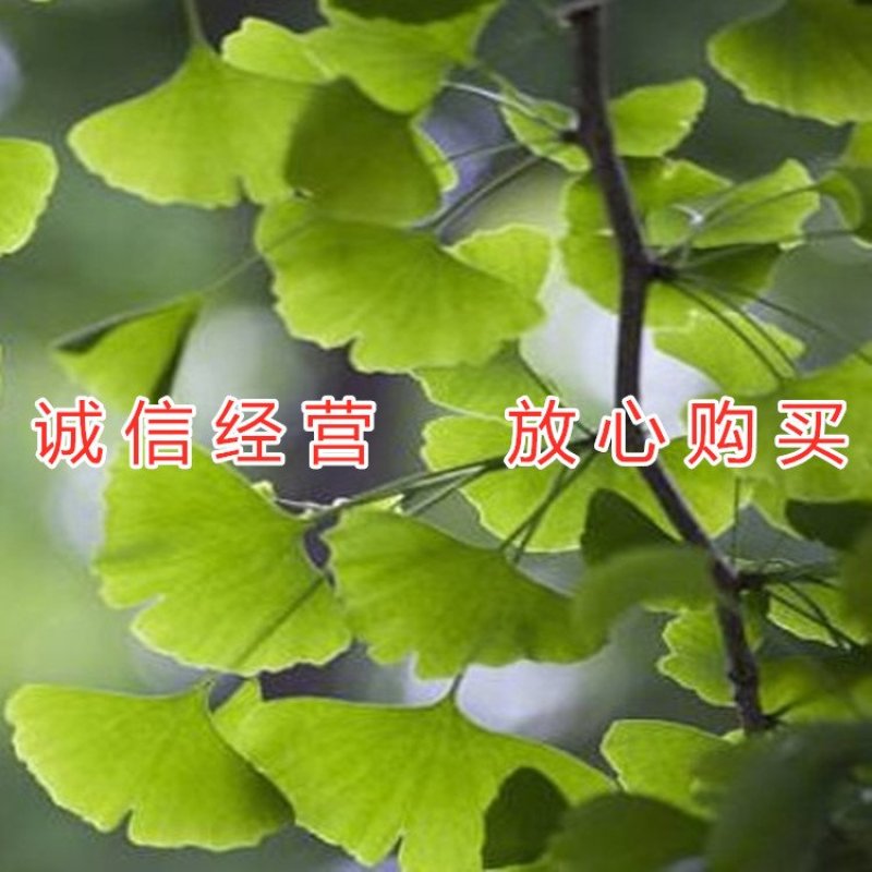 绿叶银杏苗结果绿叶白果苗小苗大苗银杏树苗南北方种植银杏苗