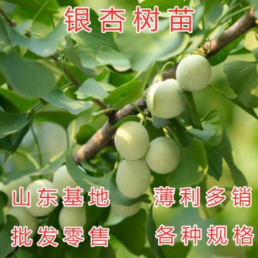 绿叶银杏苗结果绿叶白果苗小苗大苗银杏树苗南北方种植银杏苗
