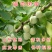 绿叶银杏苗结果绿叶白果苗小苗大苗银杏树苗南北方种植银杏苗