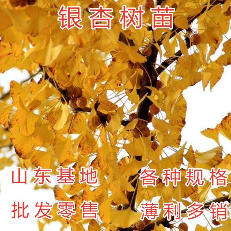 绿叶银杏苗结果绿叶白果苗小苗大苗银杏树苗南北方种植银杏苗