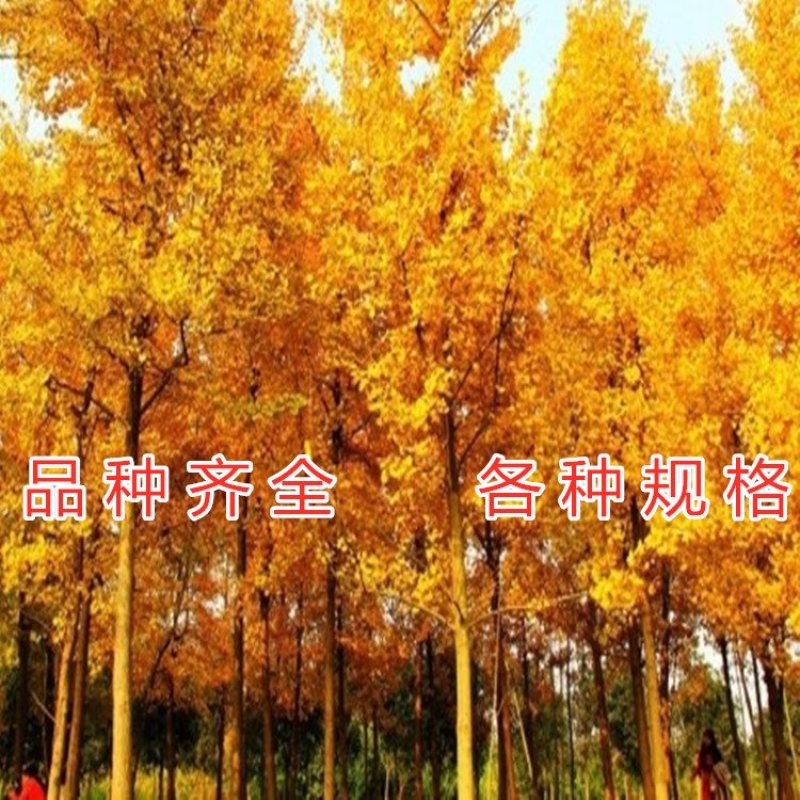 绿叶银杏苗结果绿叶白果苗小苗大苗银杏树苗南北方种植银杏苗