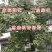 绿叶银杏苗结果绿叶白果苗小苗大苗银杏树苗南北方种植银杏苗