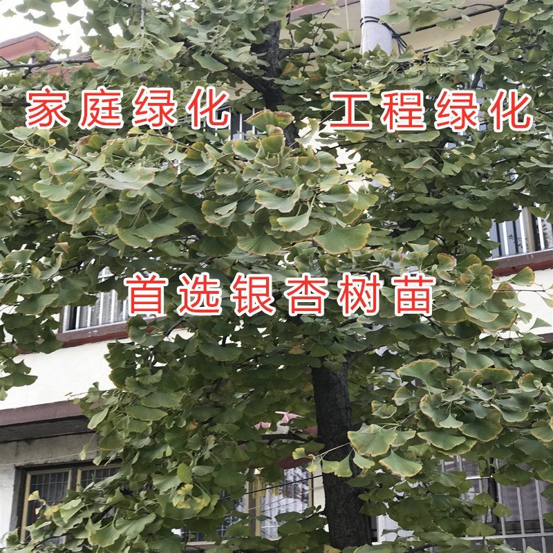 绿叶银杏苗结果绿叶白果苗小苗大苗银杏树苗南北方种植银杏苗