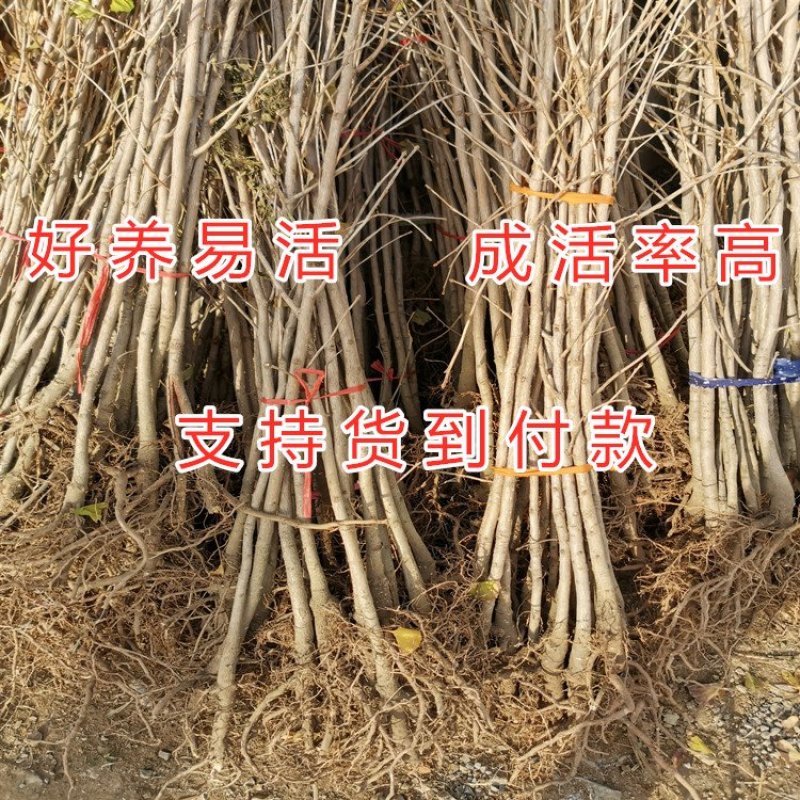 绿叶银杏苗结果绿叶白果苗小苗大苗银杏树苗南北方种植银杏苗