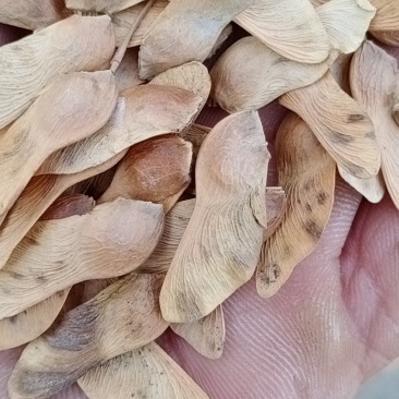 林木种秄，花卉种秄