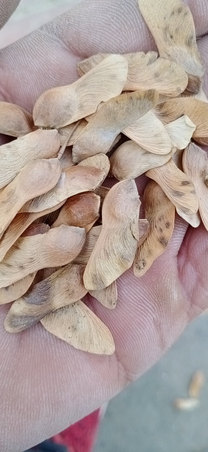 林木种秄，花卉种秄