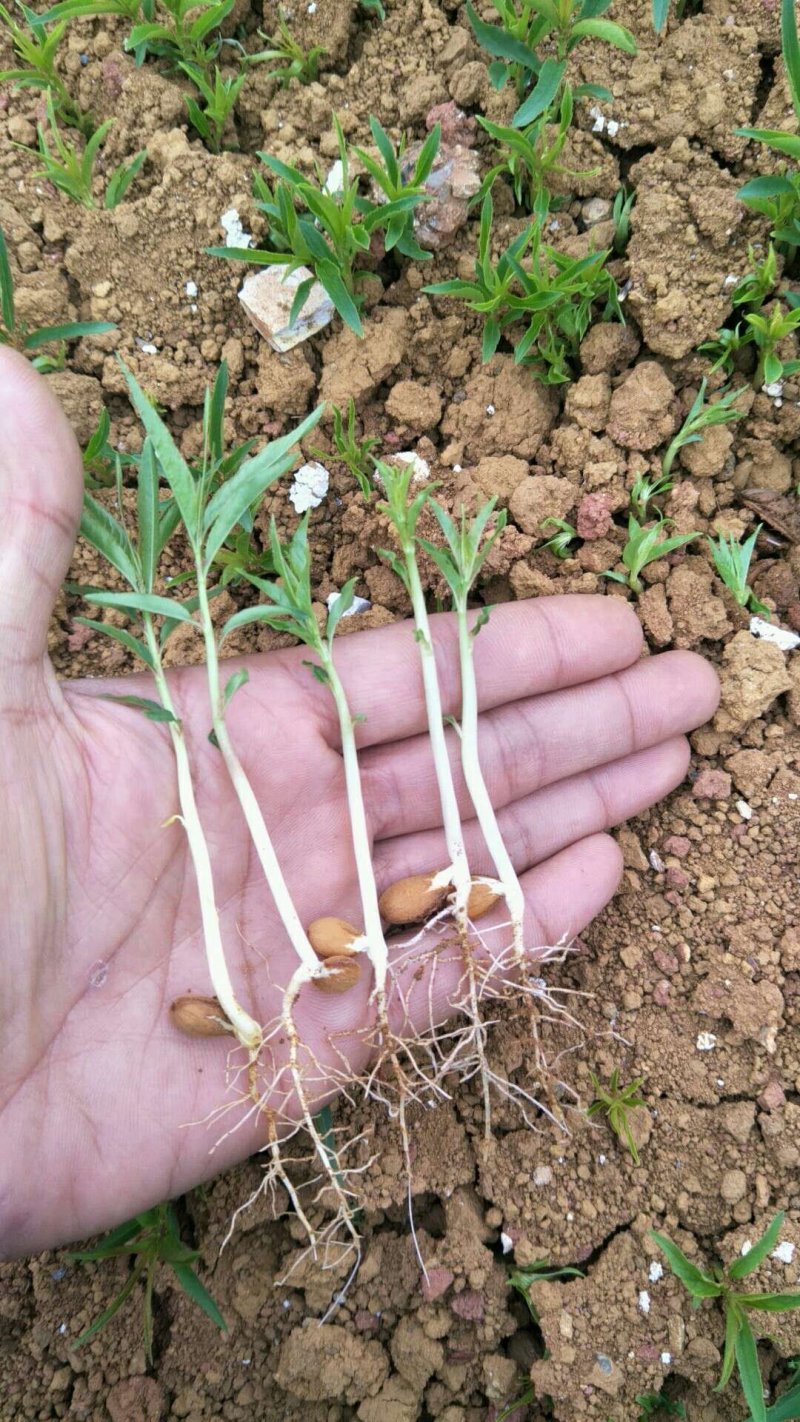 桃树苗桃苗芽苗8公分高左右