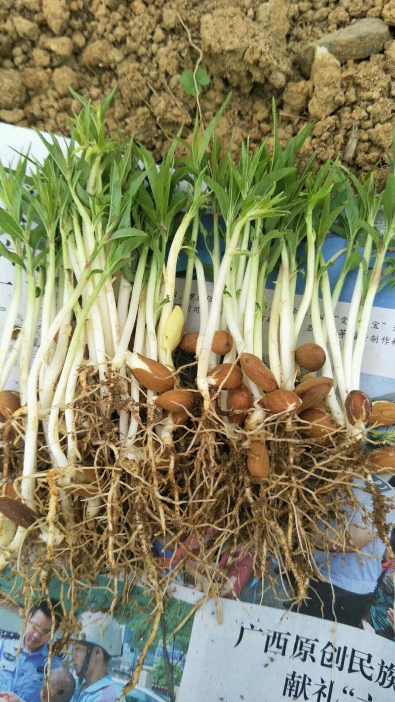 桃树苗桃苗芽苗8公分高左右