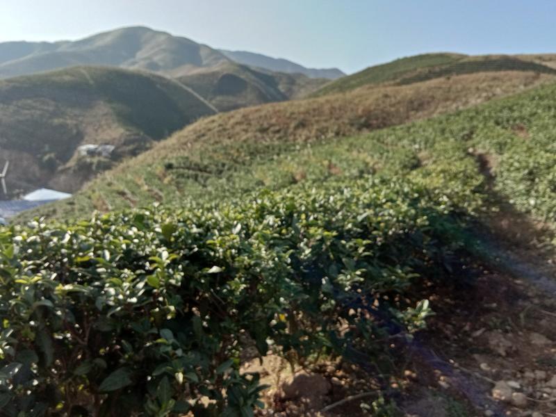 侗族高山茶叶，一手货源货源充足优质茶叶欢迎咨询！