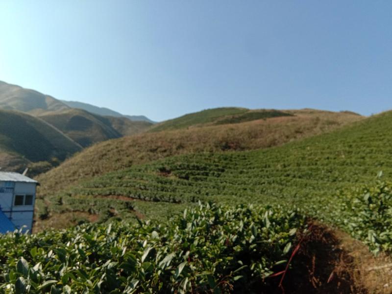 侗族高山茶叶，一手货源货源充足优质茶叶欢迎咨询！