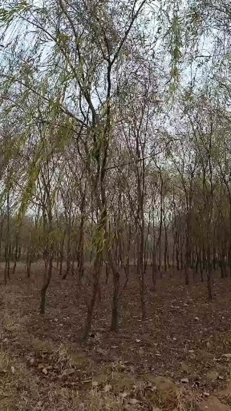 【柳树】旱柳，垂柳，倒柳，量大从优欢迎咨询