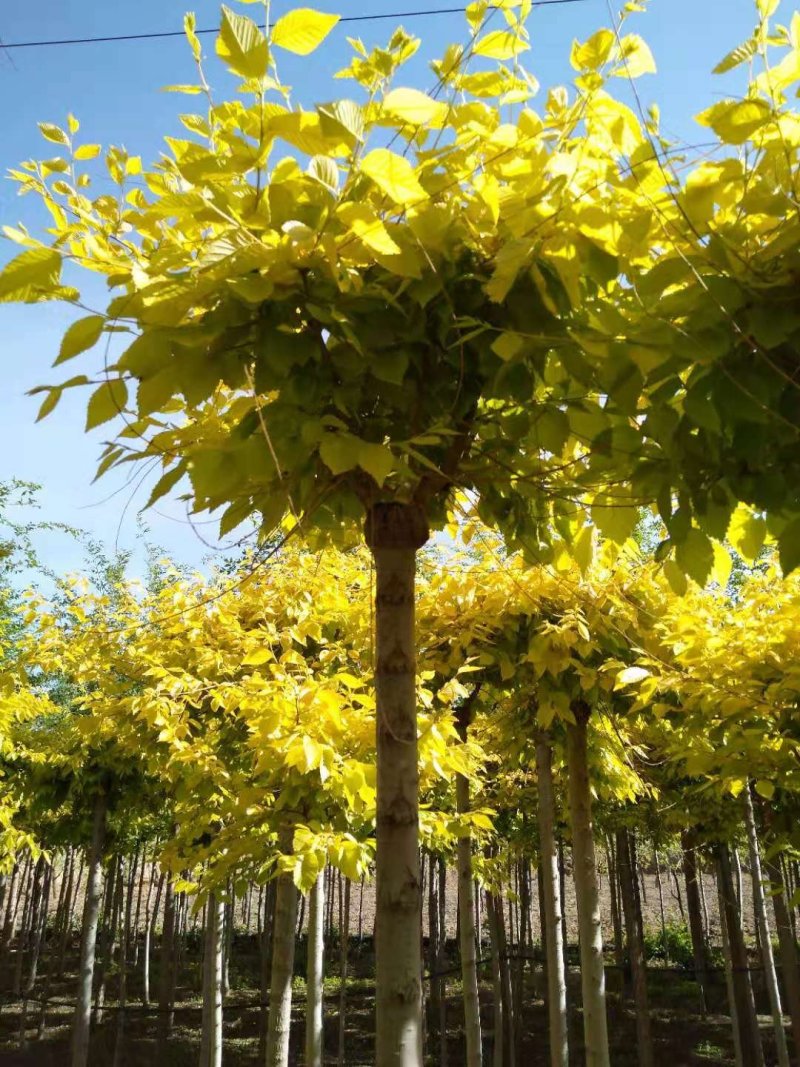金叶榆（宁夏苗木质量保证）