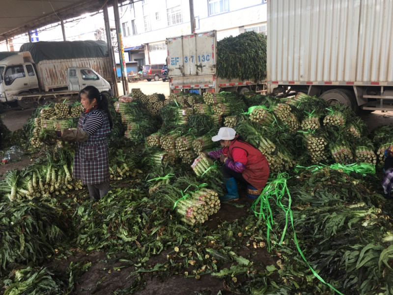 精品莴笋毛菜一手货源产地直销货少需要提前预约