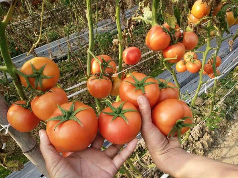 耐热番茄苗，穴盆苗，苗场直供，没有中间商