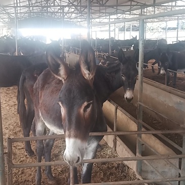肉驴驴驹德州驴苗肉驴价格全国免费运输