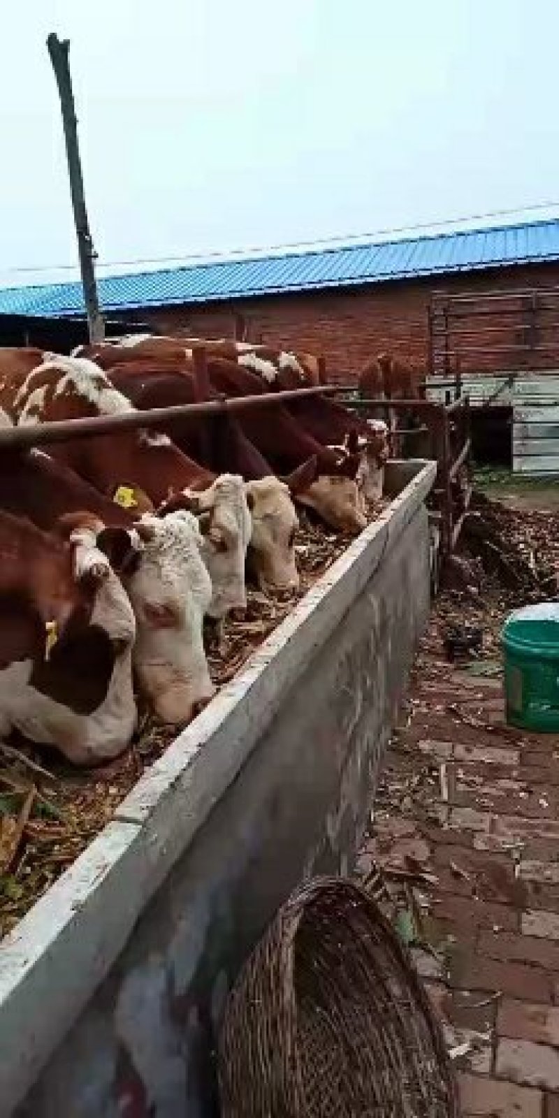 出售优质鲁西黄牛犊【出售合作社优质肉牛】