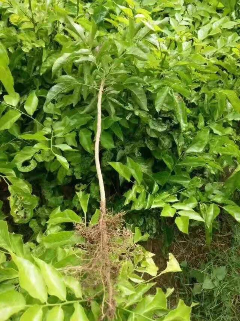 黄皮果苗30~50cmcm