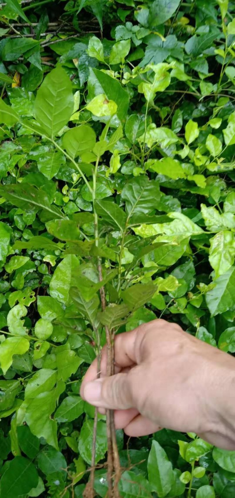 黄皮果苗30~50cmcm