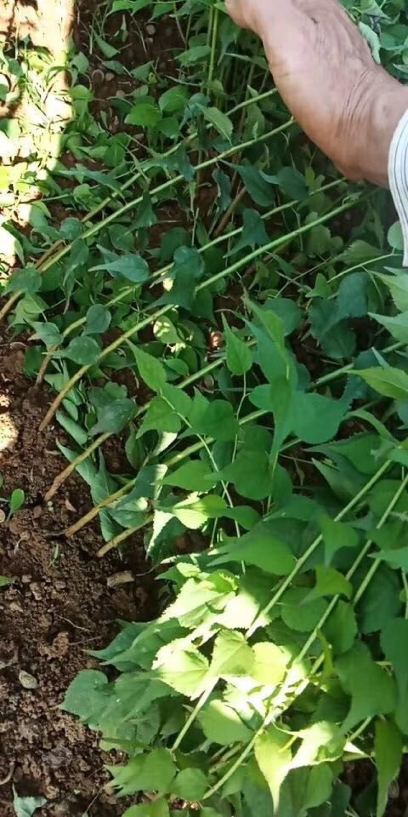 黄皮果苗30~50cmcm