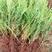 沙地柏，扦插苗，沙地柏杯苗，常绿灌木地被，沙地柏