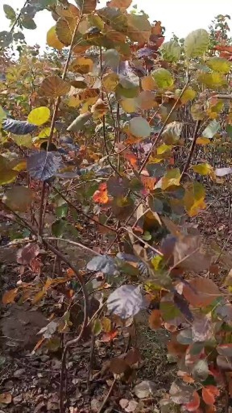 【黄庐，红庐小苗】定植二至十二公分，工程一级苗自家种植