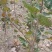 【黄庐，红庐小苗】定植二至十二公分，工程一级苗自家种植