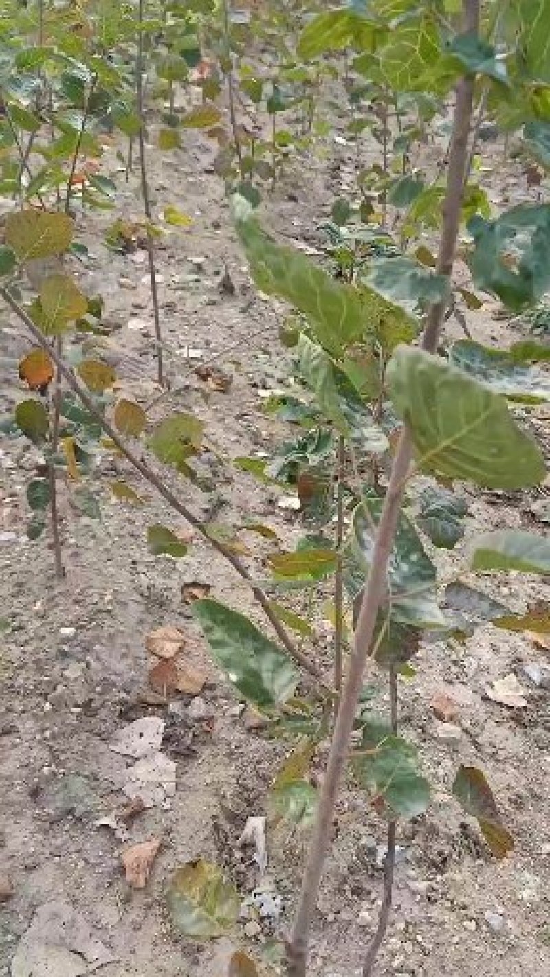【黄庐，红庐小苗】定植二至十二公分，工程一级苗自家种植