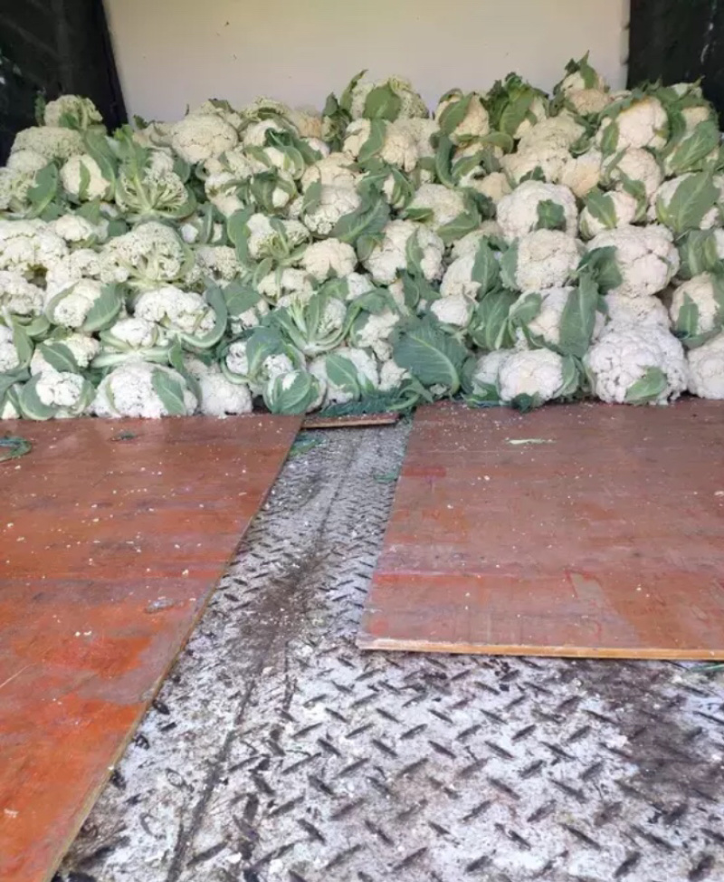 白花菜欢迎实地考察量大，天天有货，全国调货，需要联系