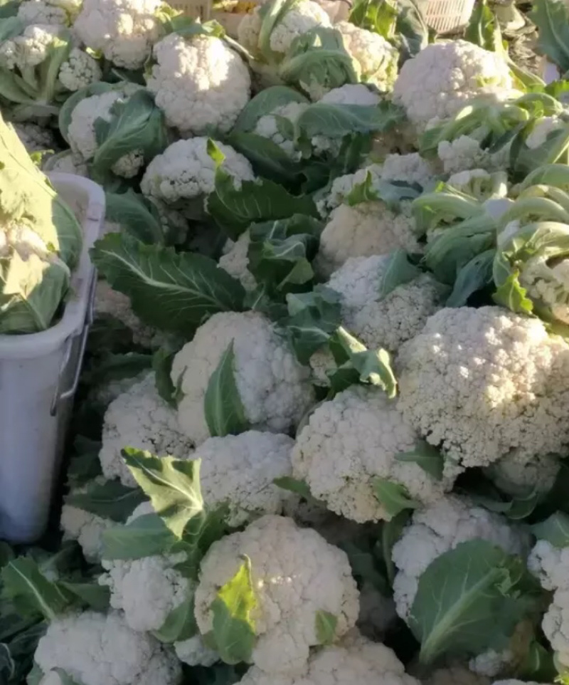 白花菜欢迎实地考察量大，天天有货，全国调货，需要联系