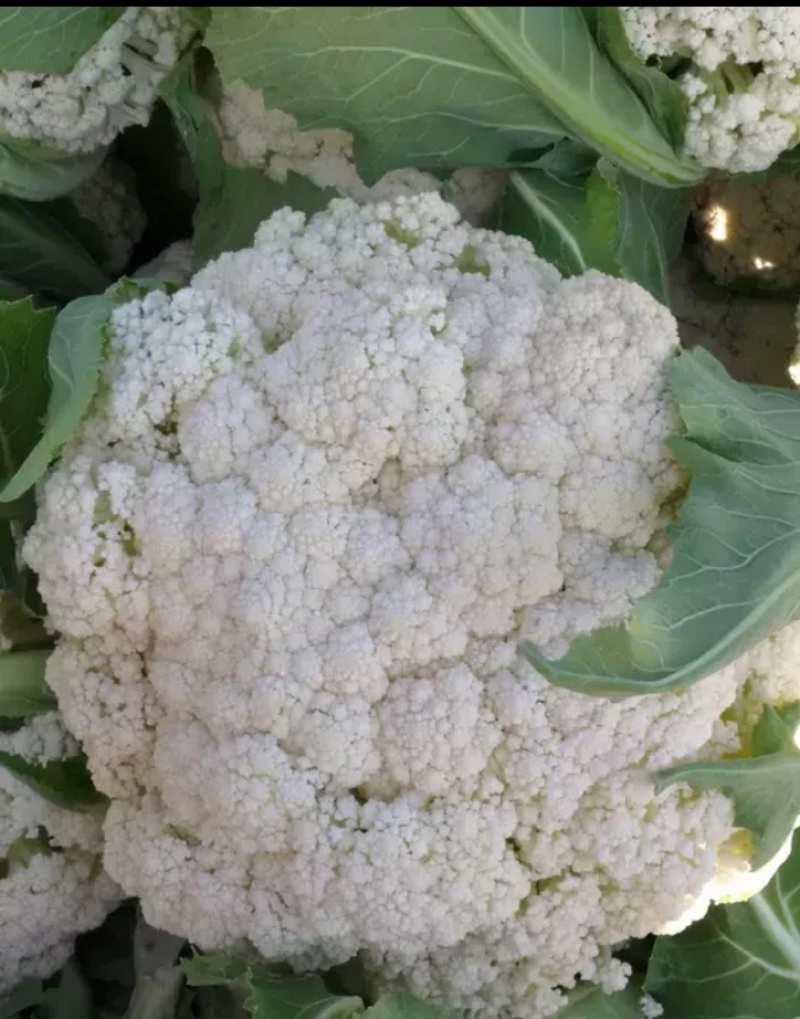 白花菜欢迎实地考察量大，天天有货，全国调货，需要联系